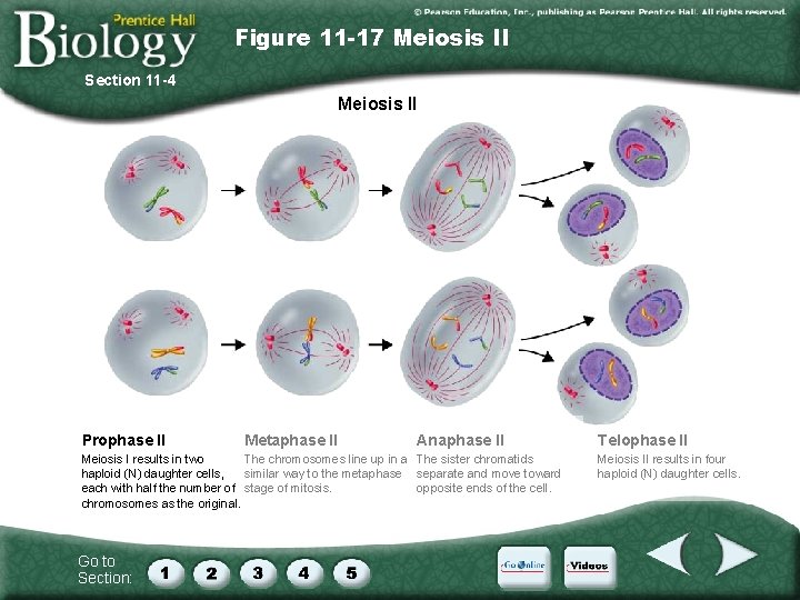 Figure 11 -17 Meiosis II Section 11 -4 Meiosis II Prophase II Metaphase II