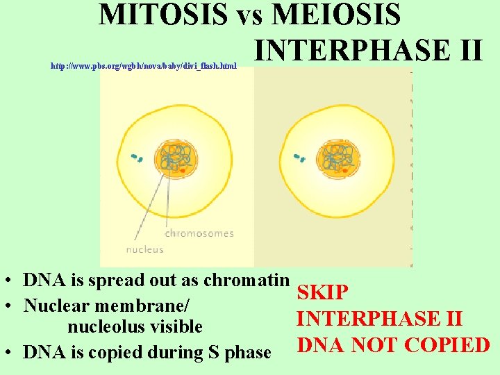 MITOSIS vs MEIOSIS INTERPHASE II http: //www. pbs. org/wgbh/nova/baby/divi_flash. html • DNA is spread