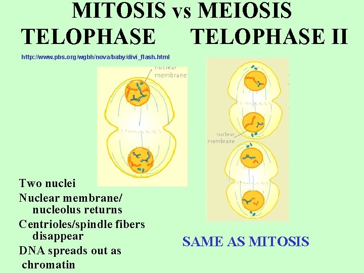 MITOSIS vs MEIOSIS TELOPHASE II http: //www. pbs. org/wgbh/nova/baby/divi_flash. html Two nuclei Nuclear membrane/
