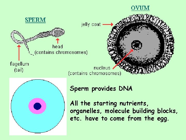 Sperm provides DNA All the starting nutrients, organelles, molecule building blocks, etc. have to