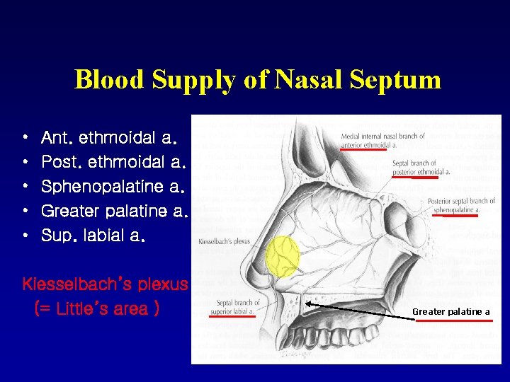 Blood Supply of Nasal Septum • • • Ant. ethmoidal a. Post. ethmoidal a.