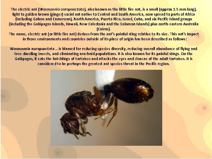 The electric ant (Wasmannia auropunctata), also known as the little fire ant, is a