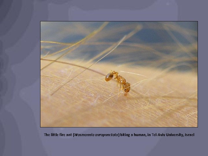 The little fire ant (Wasmannia auropunctata) biting a human, in Tel-Aviv University, Israel 