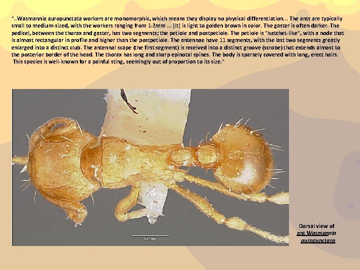 ". . Wasmannia auropunctata workers are monomorphic, which means they display no physical differentiation.