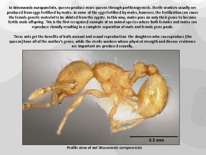 In Wasmannia auropunctata, queens produce more queens through parthenogenesis. Sterile workers usually are produced