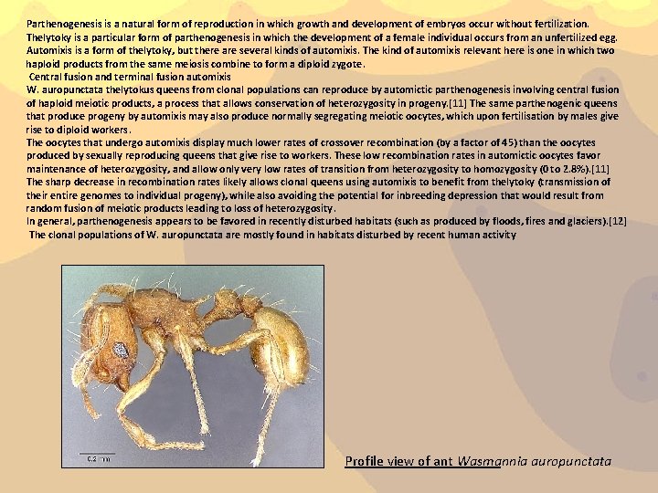 Parthenogenesis is a natural form of reproduction in which growth and development of embryos Parthenogenesis is a natural form of reproduction in which growth and development of embryos