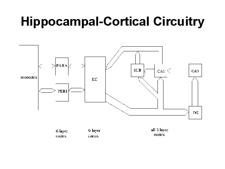 Hippocampal-Cortical Circuitry 