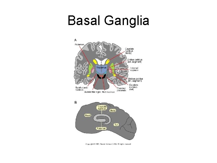 Basal Ganglia 