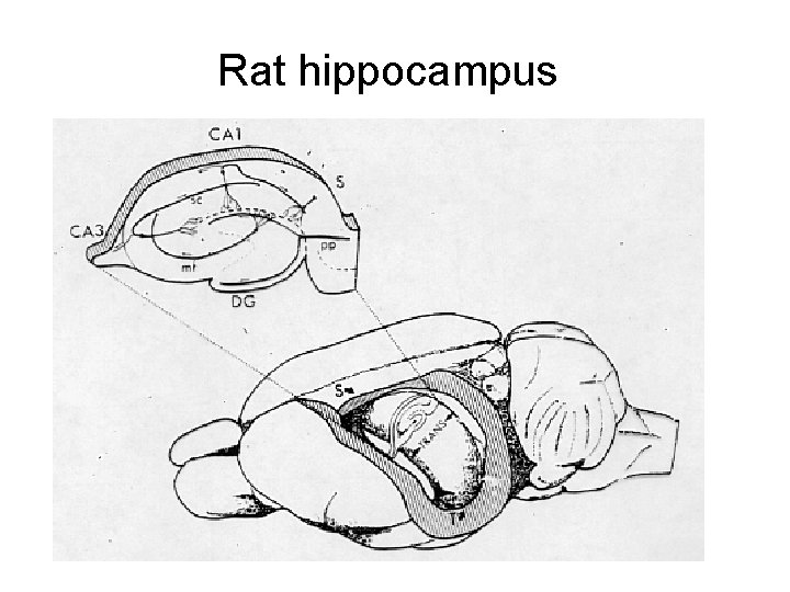 Rat hippocampus 