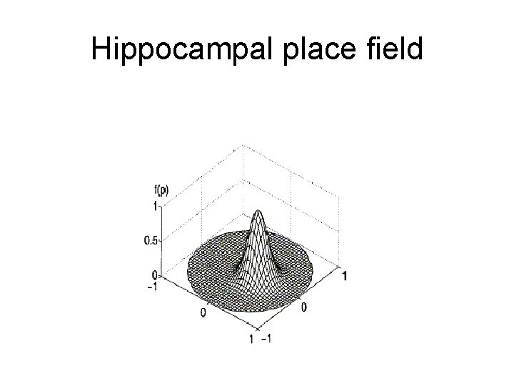 Hippocampal place field 