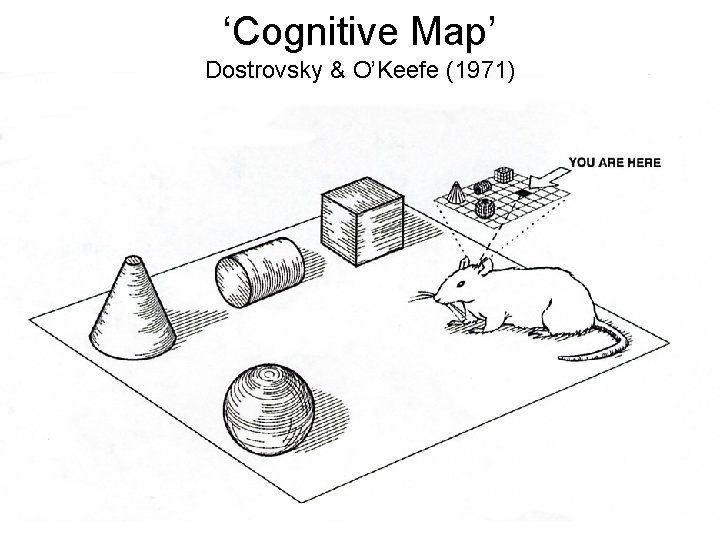 ‘Cognitive Map’ Dostrovsky & O’Keefe (1971) 