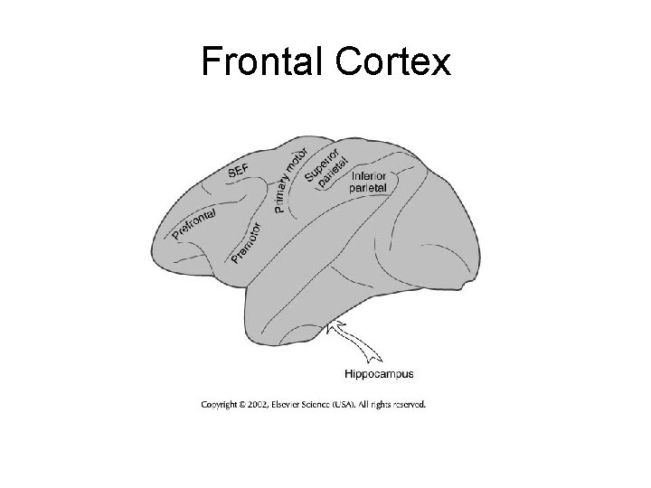 Frontal Cortex 