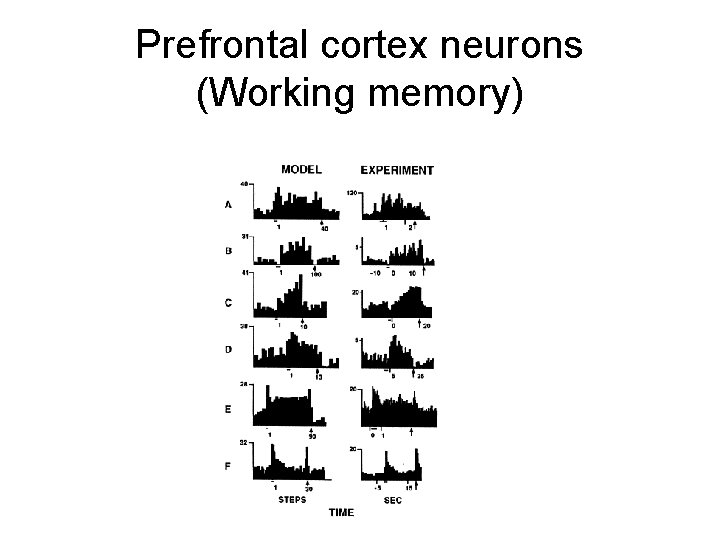 Prefrontal cortex neurons (Working memory) 
