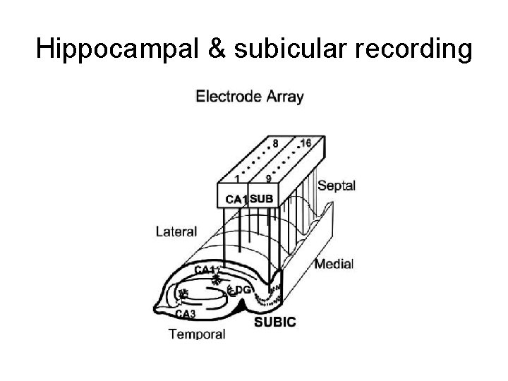 Hippocampal & subicular recording 