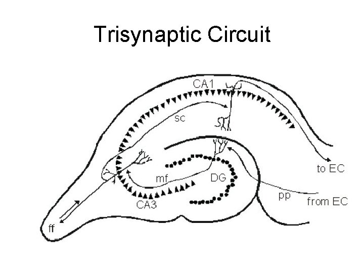 Trisynaptic Circuit 