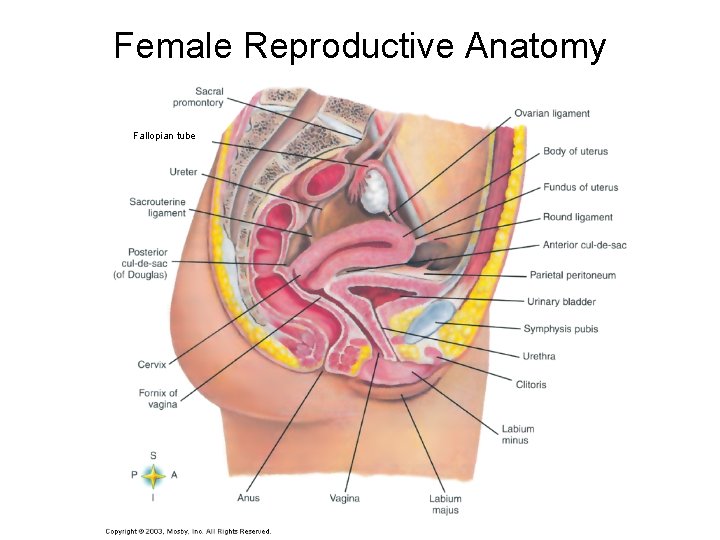 Female Reproductive Anatomy Fallopian tube 