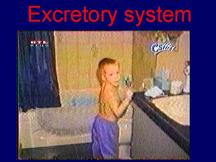 Excretory system 