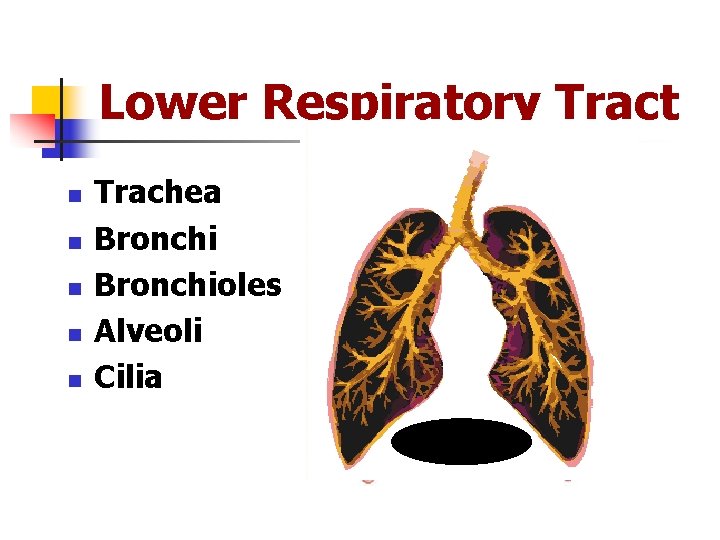 Lower Respiratory Tract n n n Trachea Bronchioles Alveoli Cilia 