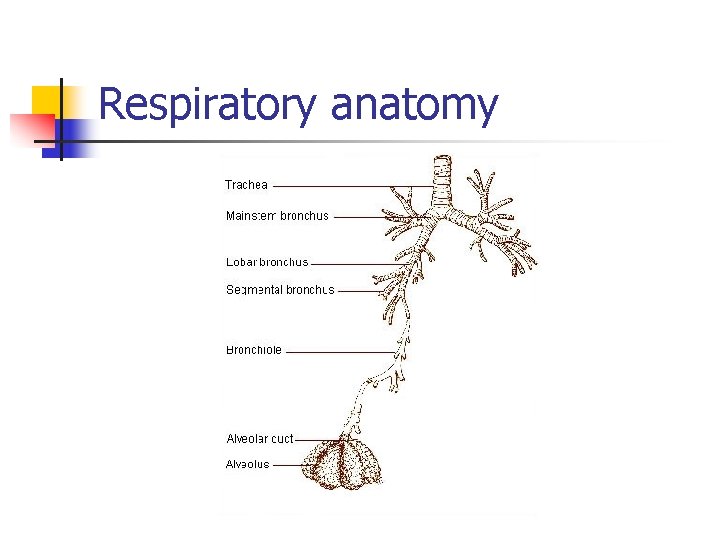 Respiratory anatomy 