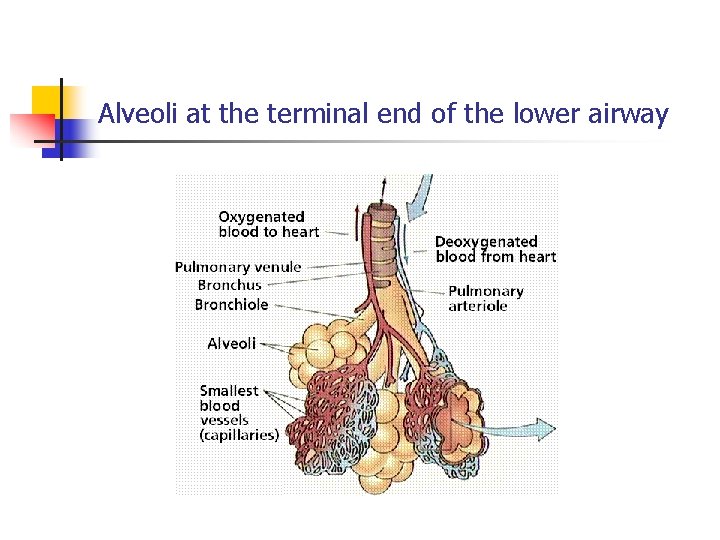 Alveoli at the terminal end of the lower airway 