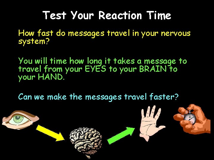 Test Your Reaction Time How fast do messages travel in your nervous system? You