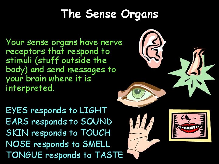 The Sense Organs Your sense organs have nerve receptors that respond to stimuli (stuff