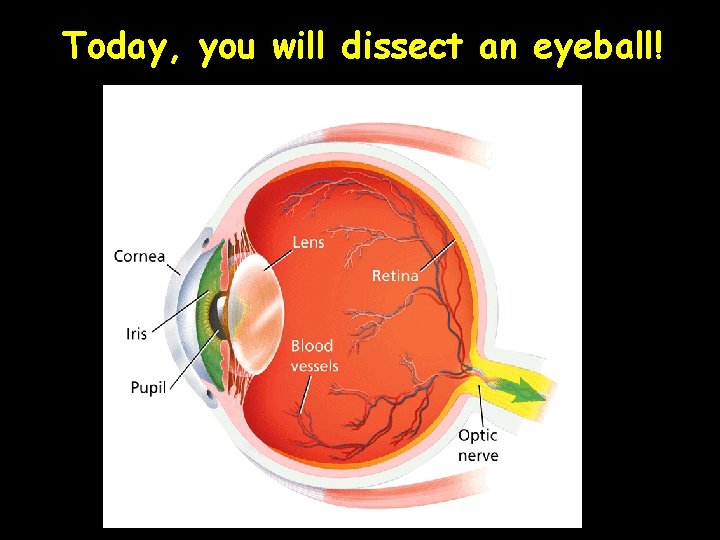 Today, you will dissect an eyeball! 