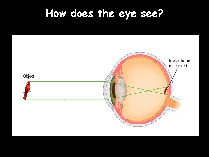 How does the eye see? 