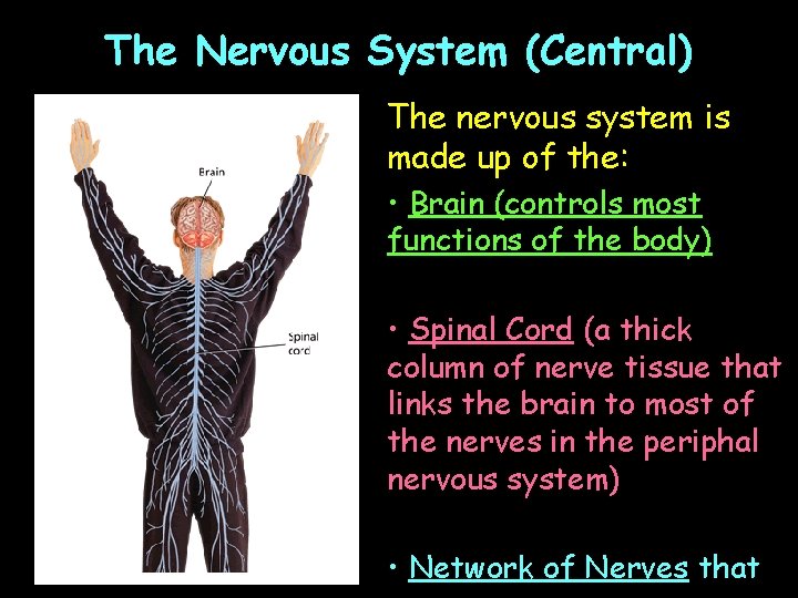 The Nervous System (Central) The nervous system is made up of the: • Brain