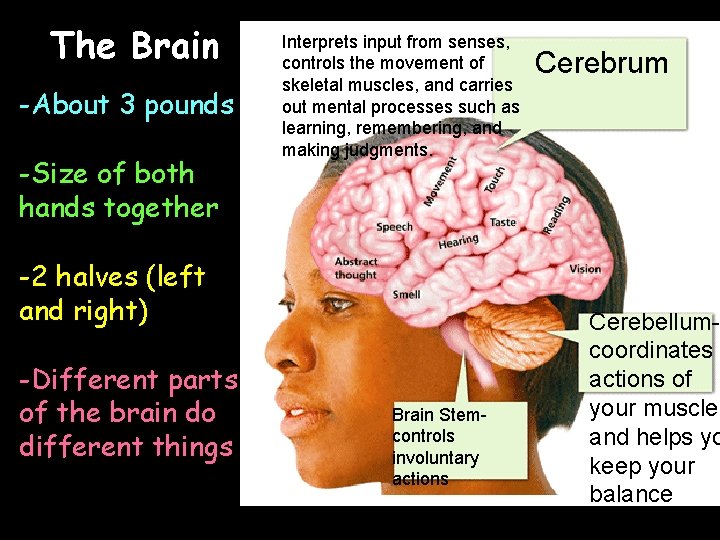 The Brain -About 3 pounds -Size of both hands together Interprets input from senses,