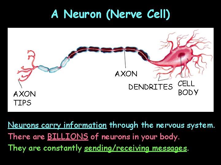 A Neuron (Nerve Cell) AXON TIPS DENDRITES CELL BODY Neurons carry information through the