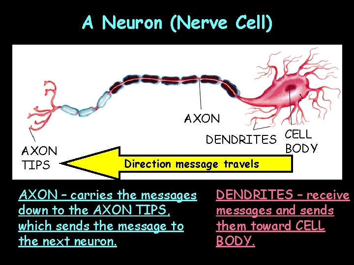 A Neuron (Nerve Cell) AXON TIPS DENDRITES CELL BODY Direction message travels AXON –