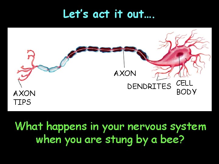 Let’s act it out…. AXON TIPS DENDRITES CELL BODY What happens in your nervous