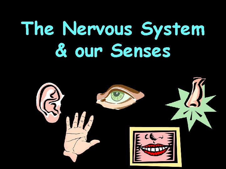 The Nervous System & our Senses 