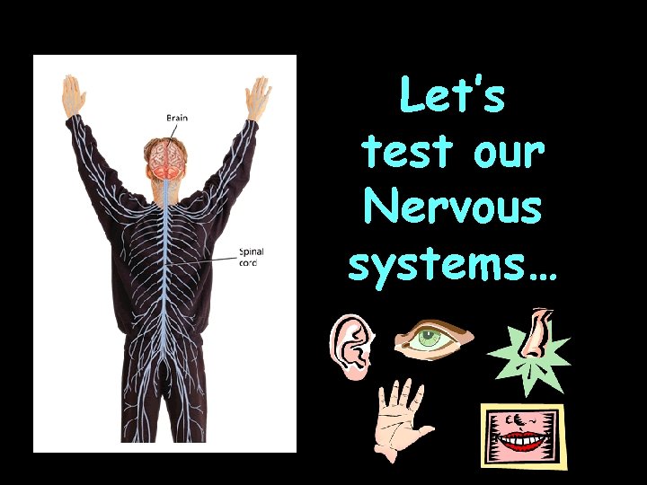 Let’s test our Nervous systems… 