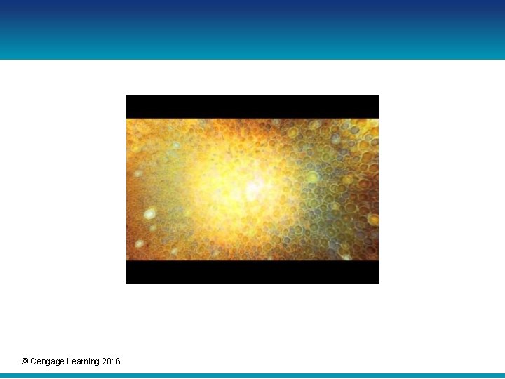 © Cengage Learning 2016 © Cengage Learning 2016