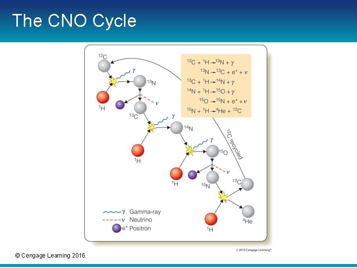The CNO Cycle © Cengage Learning 2016 The CNO Cycle © Cengage Learning 2016