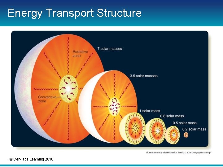 Energy Transport Structure © Cengage Learning 2016 Energy Transport Structure © Cengage Learning 2016