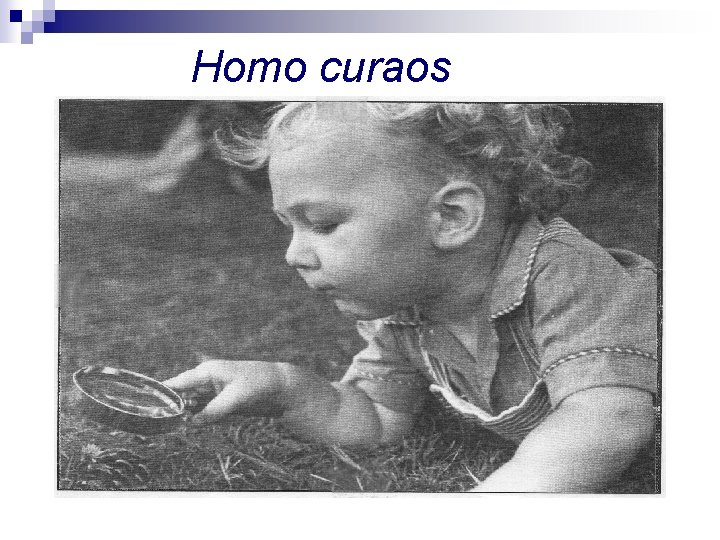 Homo curaos 