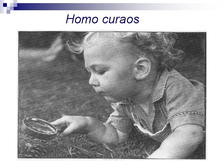 Homo curaos 