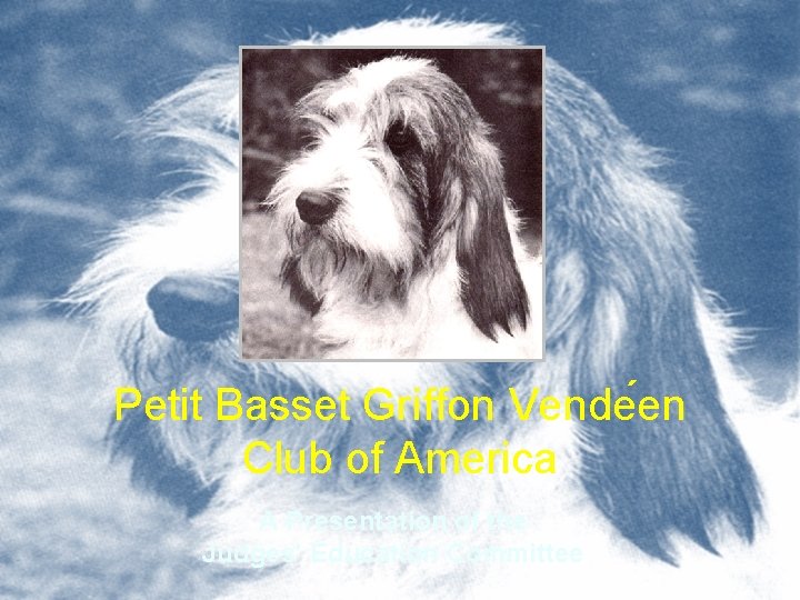Petit Basset Griffon Vende en Club of America A Presentation of the Judges’ Education