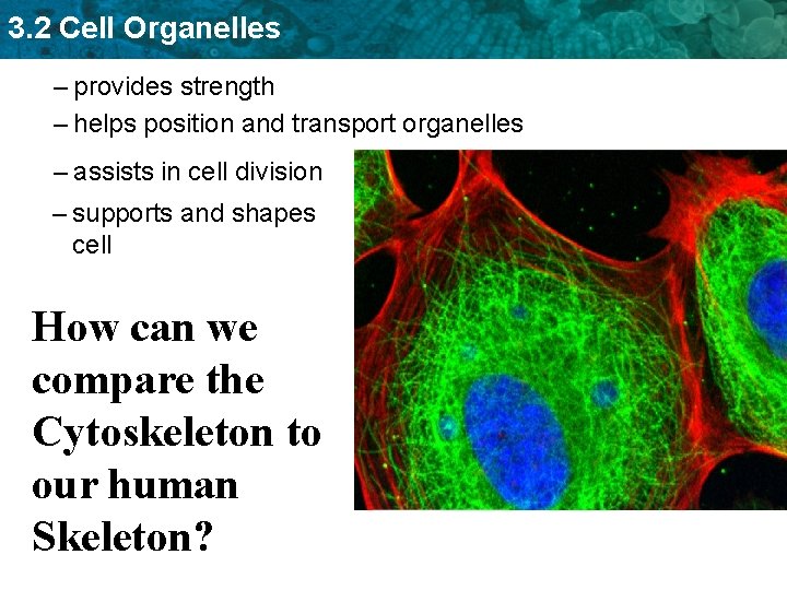3. 2 Cell Organelles – provides strength – helps position and transport organelles –