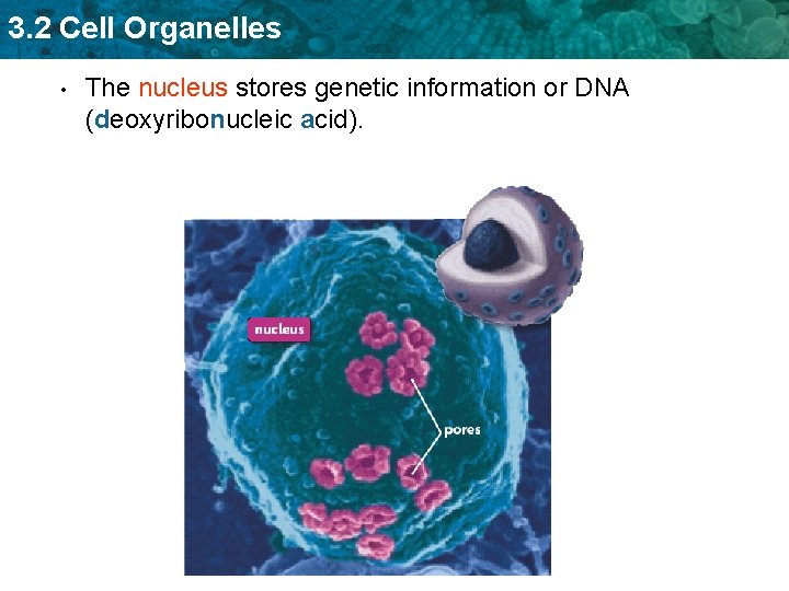 3. 2 Cell Organelles • The nucleus stores genetic information or DNA (deoxyribonucleic acid).