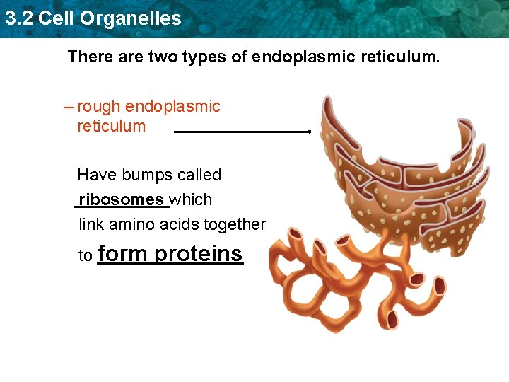 3. 2 Cell Organelles There are two types of endoplasmic reticulum. – rough endoplasmic