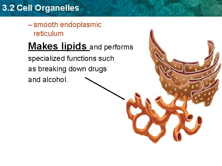 3. 2 Cell Organelles – smooth endoplasmic reticulum Makes lipids and performs specialized functions