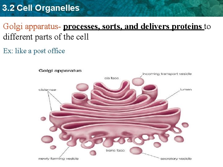 3. 2 Cell Organelles Golgi apparatus- processes, sorts, and delivers proteins to different parts