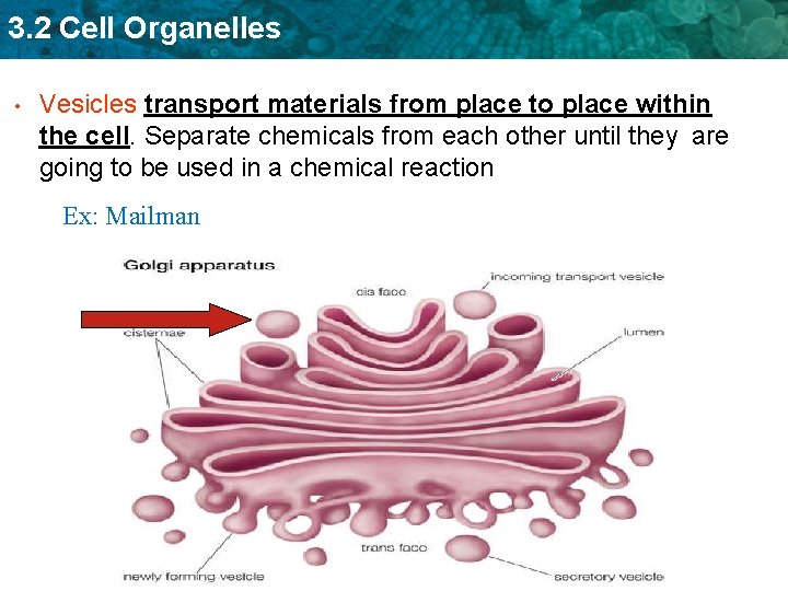 3. 2 Cell Organelles • Vesicles transport materials from place to place within the