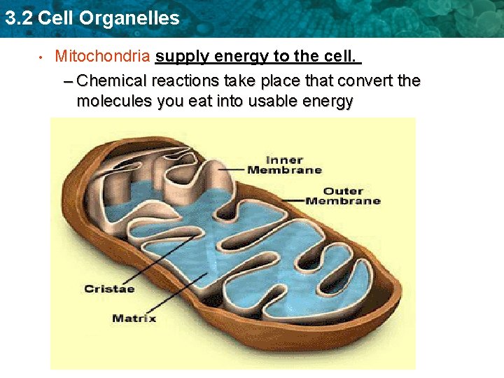 3. 2 Cell Organelles • Mitochondria supply energy to the cell. – Chemical reactions