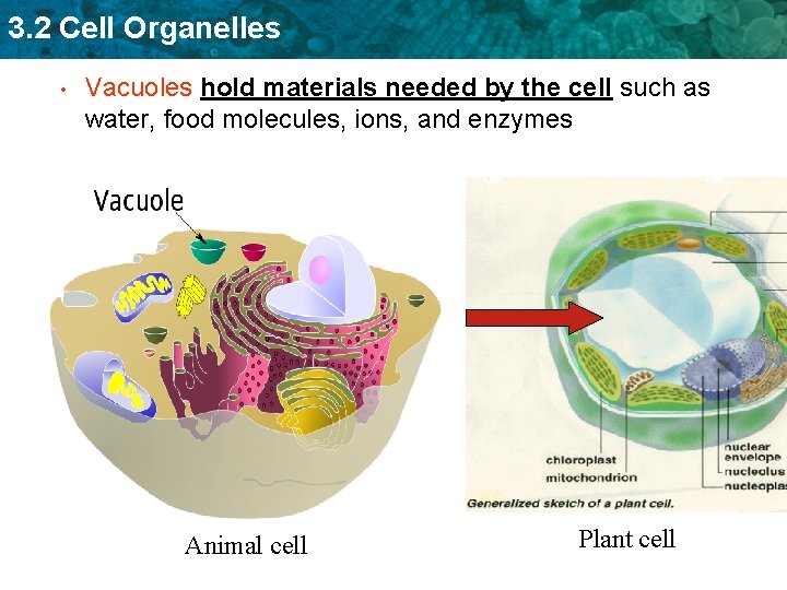 3. 2 Cell Organelles • Vacuoles hold materials needed by the cell such as