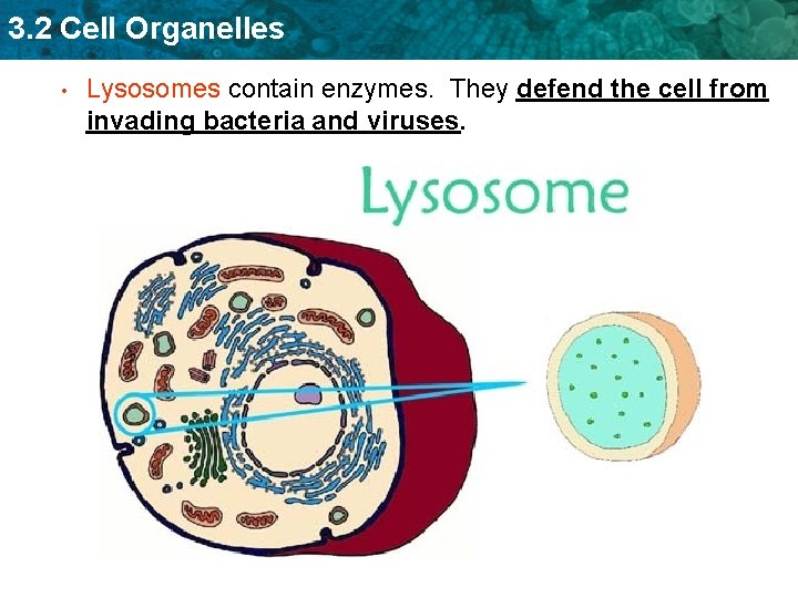 3. 2 Cell Organelles • Lysosomes contain enzymes. They defend the cell from invading